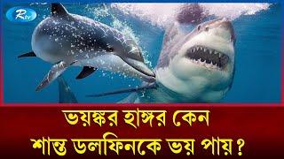 How do calm dolphins attack sharks? | Dolphin shark | Rtv News