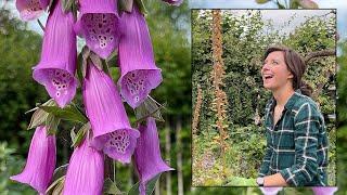 Foxgloves / Saving & Sowing Seed NOW for next year's blooms / Homegrown Garden