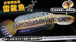 【從零開始養】雷龍魚!生氣會張嘴嚇人!像傘蜥蜴?為何叫雷龍?名字超中二?害羞會臉紅?【許伯簡芝】