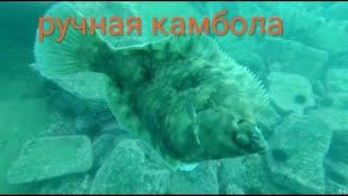дайвинг в владивостоке.морские ежи.жизнь в приморье.красота.