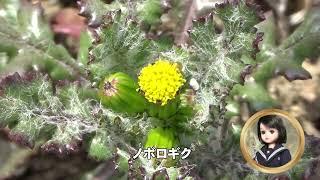 30秒の心象風景30263・防寒対策のつもり～ノボロギク～