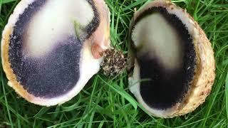 Earth Ball - Foraging Mushrooms UK (Scleroderma Citrinum)