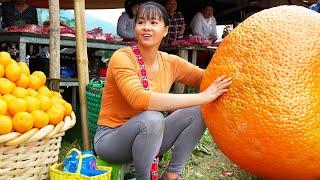 Harvesting Tangerine Goes to Market sell - Growing pumpkins | New Free Bushcraft