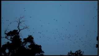 Thousands of bats flying out to feed