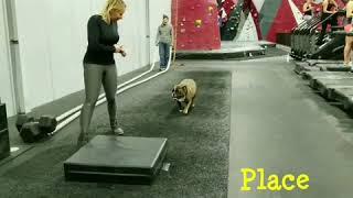 Best Dog Trainers of PA | Best American Bull Dog Trainers of PA | Off Leash K9 Training