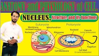Nucleus | Structure of Nucleus | Composition of Nucleus | Made easy | Top Lesson4u