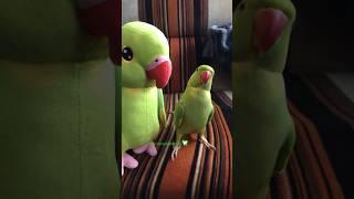 Only 1 Ricco Talking Plushie left  #parrot #birds #talkingbirds