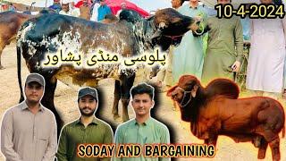 Peshawar Palosi Mandi Rates Updates And Bargaining 10 May 2024 Youtubers se mulaqat Mandi Pakistan