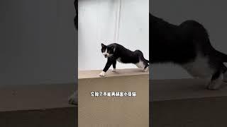 流浪猫被绝育后，真的会记恨人类吗？#流浪猫 #关爱流浪猫 #我和流浪猫的故事