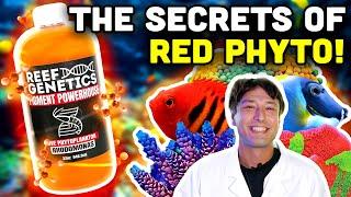 Red Phytoplankton: Rhodomonas in YOUR Reef!