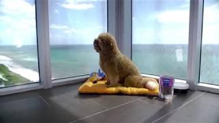 Pet-Friendly Hotel in Miami Beach featuring PupJoy