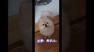 심쿵이의 일상 #animal #cute #dog #funny #puppy #강아지 #강아지영상 #심쿵 #심쿵이 #포메라니안