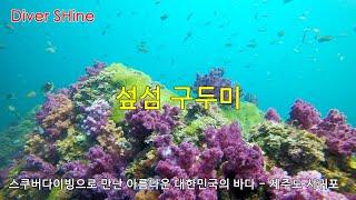 스쿠버다이빙으로 만난 아름다운 대한민국의 바다 - 제주도 서귀포 섶섬 '구두미' 포인트