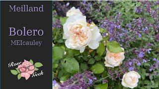  Bolero Rose Review / Meilland White Fragrant Roses / Gardening in Zone 8a