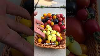 自己种菜自己吃，自己种的瓜果蔬菜新鲜健康，吃着也放心#自己种的纯天然的绿色蔬菜 #蔬菜种植