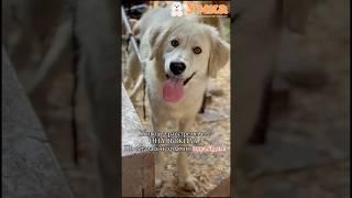 Инвалид Белочка может скоро оказаться на улице!