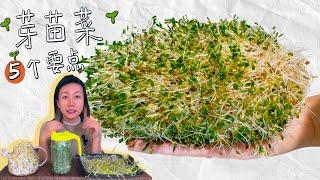 种植芽苗菜的5个关键点新手必看！