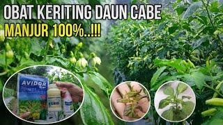 100% MANJUR..!! OBAT UNTUK DAUN CABE YANG KERITING