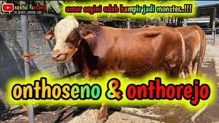 ONTHOSENO dan ONTHOREJO #sapisimentalsuper #sapimental #shortvideo #sapibrahman #sapibrangus #fyp