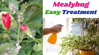 Mealybug Easy Treatment | Simple Solution for Mealybug or  White insects | Swaroopa Diaries