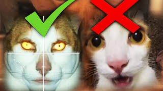 Cat Symmetry face (Symmetry face meme)