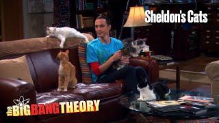 The Big Bang Theory Season 4 Episode 3 - Sheldon's Cats (Clip)