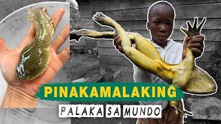 Ang Pinakamalaking Palaka sa Mundo