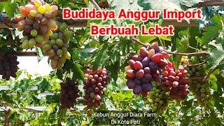 Lebatnya Buah Anggur Import Di Kebun Diara Farm Pati