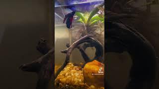 Adding plants and tannins to your betta tank ￼