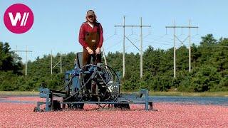 Kein Thanksgiving ohne Cranberries! - Ernte der gesunden roten Beeren in den USA