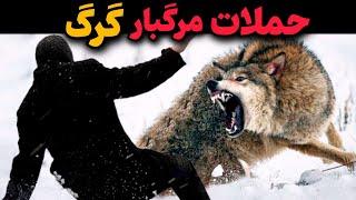 نبرد مرگبار گرگ به ۱۰ حیوان درنده حیات وحش