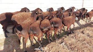 Hissar sheep | oveja hissar | Hissar Schafe | February 24, 2023