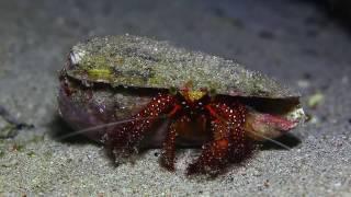 Sabang Bay, Philippines diving