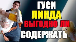 Гуси Линда . Выгодно ли содержать.