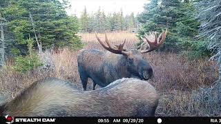 Game Camera Adventures - The Moose Rut