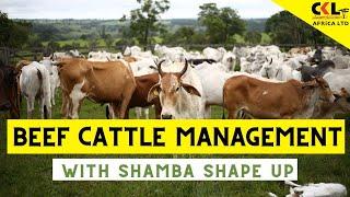 Beef Cattle Management