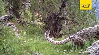 One Habitat and Two Big Cats