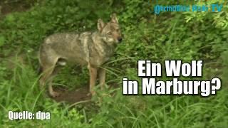 Ein Wolf in Marburg?