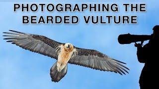 How I photographed the bearded vulture in the Swiss Alps (bird photography tutorial)