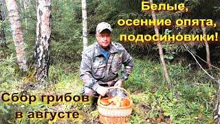 БЕЛЫЕ, ОСЕННИЕ ОПЯТА, ПОДОСИНОВИКИ! Сбор грибов в августе
