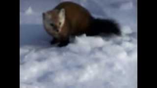 the marten