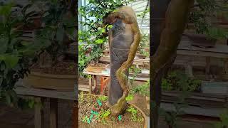 những mẫu ghép đá đẹp  #bonsai #bonsaitree #garden