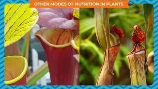 NUTRITION IN PLANTS   CLASS-7