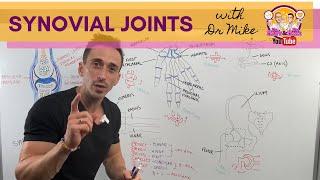 Synovial Joints