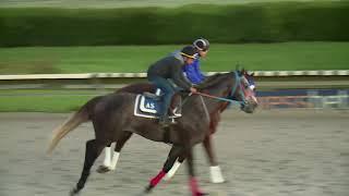 Video Gunnevera galloping at Gulfstream Park West (USA)