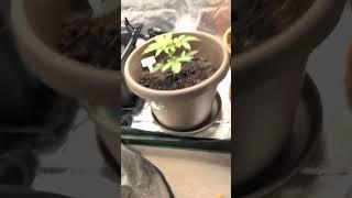 My grow #garden #gardening #grow #chill