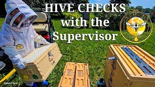 Hive Inspections with Supervisor, Apimaye 7-frame nuc, Apimaya 10-frame, Standard Langstroth, Layens