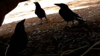 Australian Pied Currawong calling