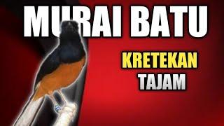 Kretekan Tajam Memancing Emosi Murai | Pancingan Murai