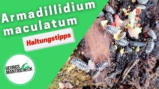 Haltungstipps für die Armadillidium maculatum (Zebrarollassel)